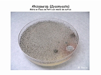 Atlas Hongos 03 Rhizopus zygomiceto