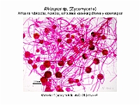 Atlas Hongos 06 Rhizopus zygomiceto