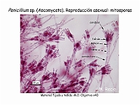 Atlas Hongos 12 Penicillium