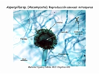 Atlas Hongos 14 Aspergillus