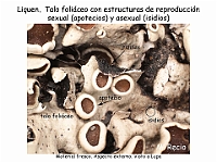 Atlas Liquenes 12 talo foliaceo apotecios isidios