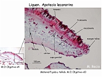 Atlas Liquenes 17 Apotecio lecanorino