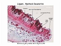 Atlas Liquenes 18 Apotecio asco ascosporas