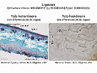 Atlas Liquenes 1 talo homomero heteromero