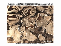 Atlas Liquenes 21 apotecios lecanorinos