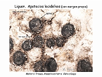 Atlas Liquenes 23 apotecios lecideinos