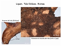 Atlas Liquenes 7 Talo foliaceo rizinas