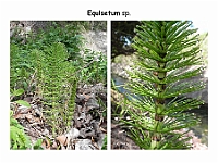 AtlasPteridofitos 14 Equisetum