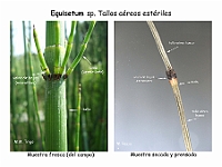 AtlasPteridofitos 15 Equisetum tallo hojas