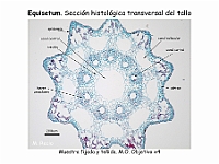 AtlasPteridofitos 16 Equisetum Seccion tallo