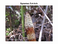 AtlasPteridofitos 19 Equisetum estrobilo