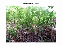 AtlasPteridofitos 26 Polypodium