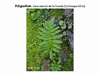 AtlasPteridofitos 28 Polypodium