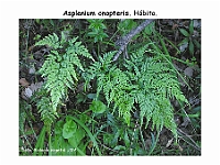 AtlasPteridofitos 43 Asplenium onopteris