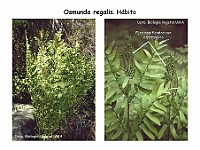 AtlasPteridofitos 69 Osmunda regalis