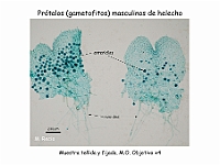 AtlasPteridofitos 72 gametofito masculino anteridios