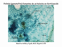 AtlasPteridofitos 75 anteridios arquegonios fecundacion